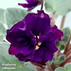 Изабелла (Макуни)
